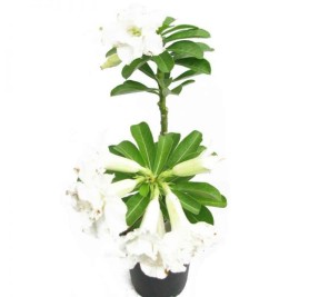 Adenium White